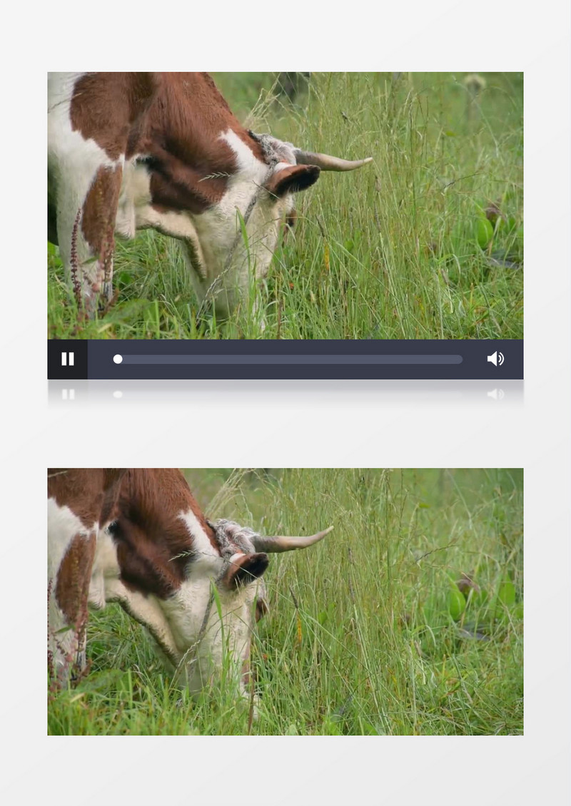 一头牛在草地上吃草实拍视频素材