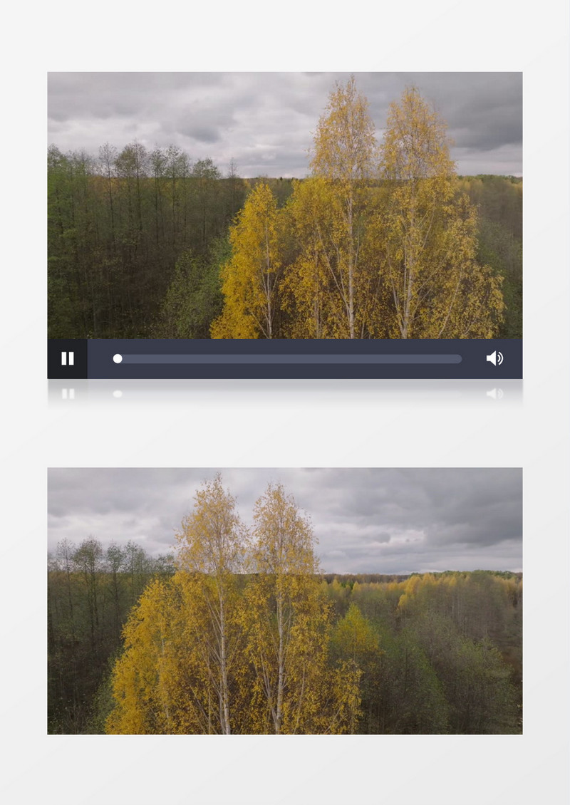 秋季树叶开始变黄的丛林实拍视频素材