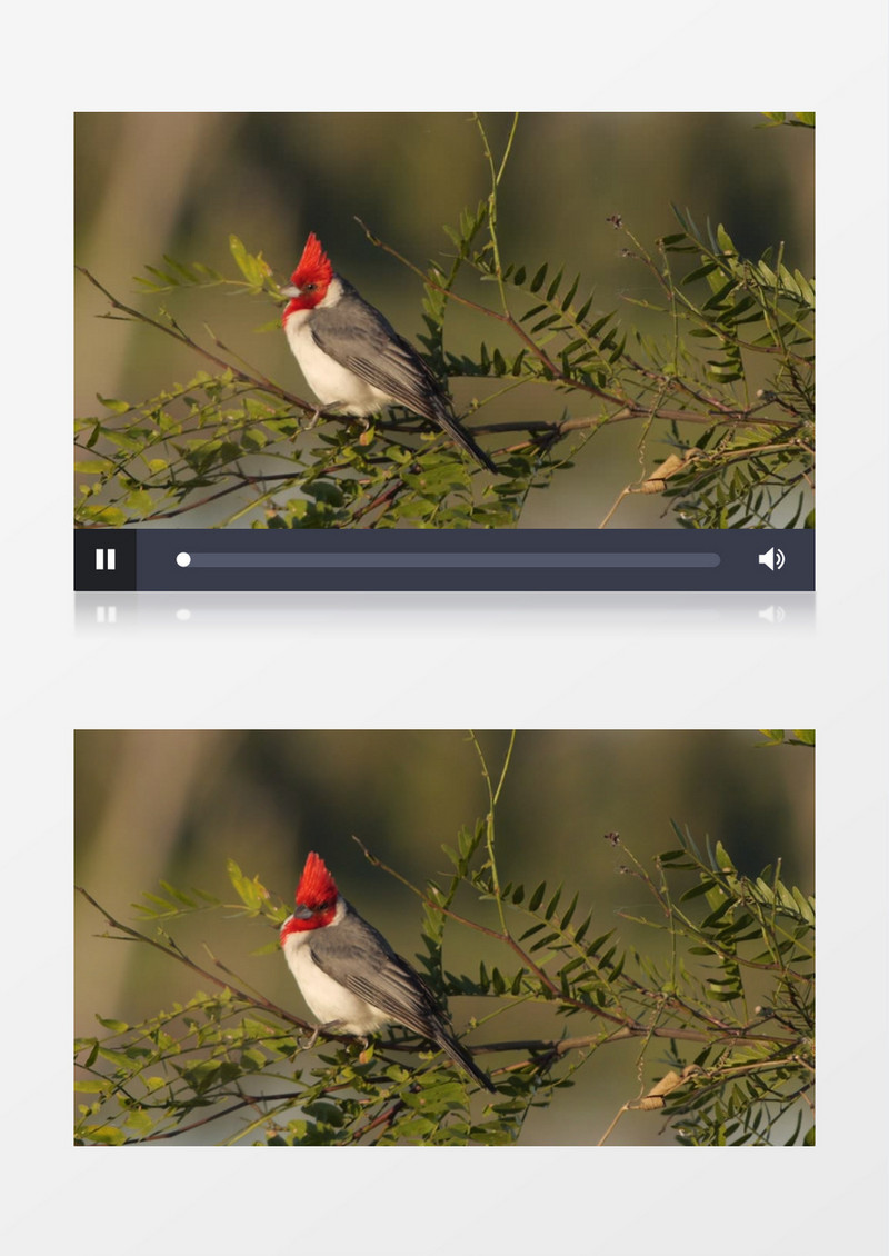 红冠雀站在树枝上四处张望实拍视频素材