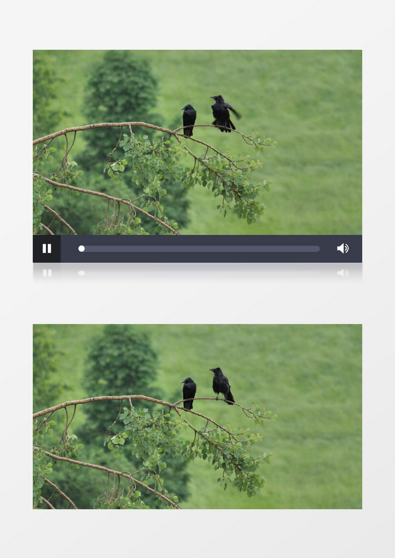两只黑色的鸟站立在树枝上实拍视频素材