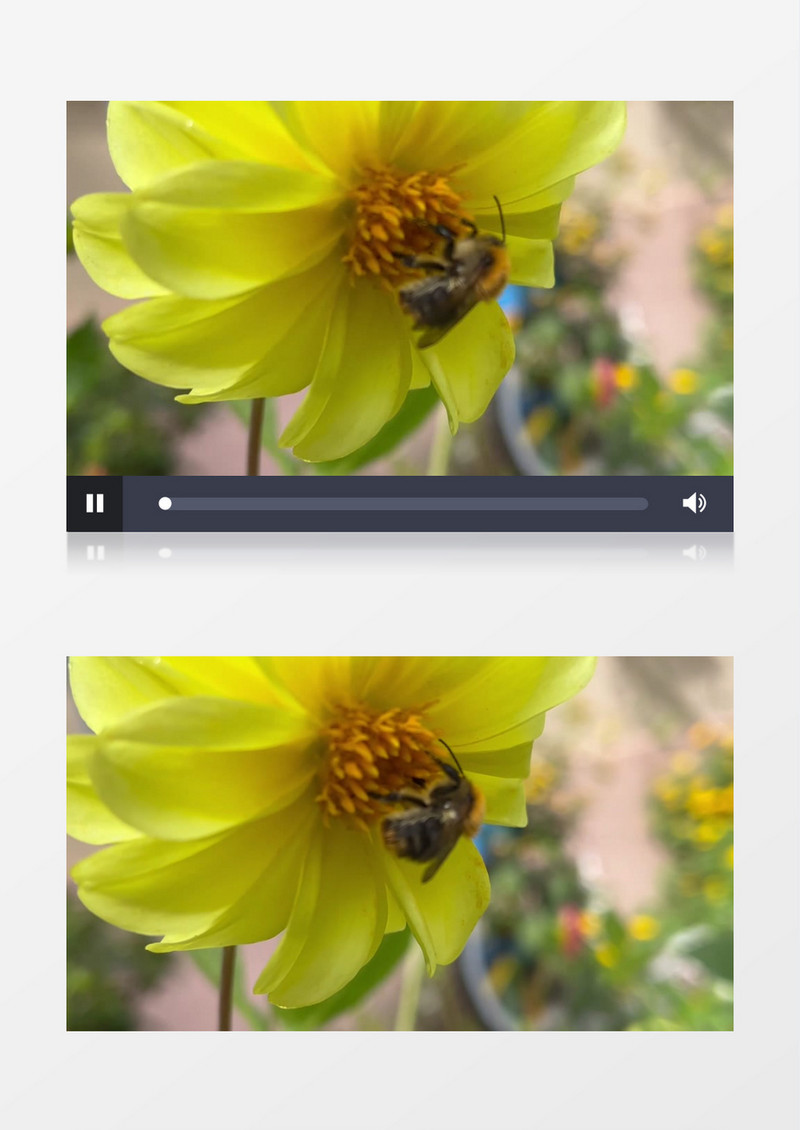 蜜蜂在菊花花蕊中采蜜实拍视频素材