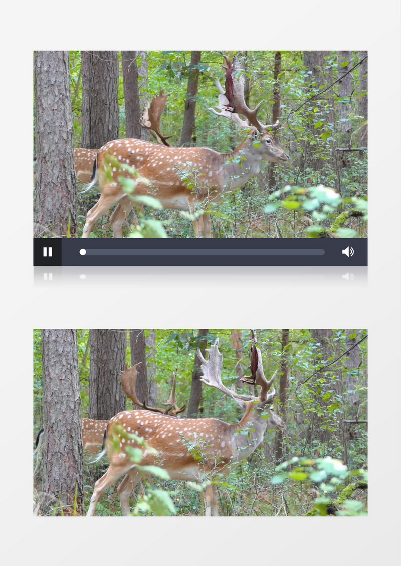 三只梅花鹿在丛林中觅食实拍视频素材