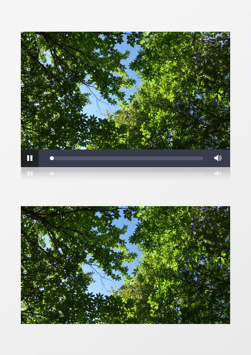 旋转拍摄树木顶端的树叶实拍视频素材