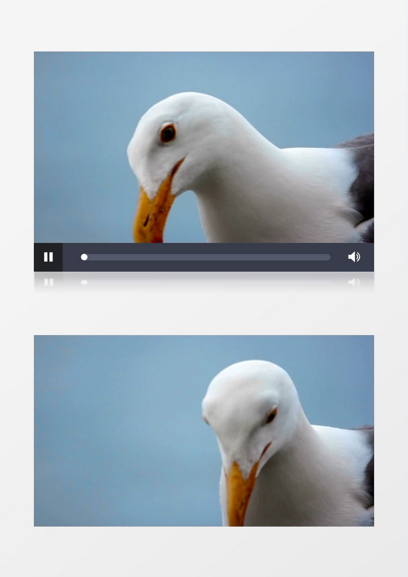 一只鸽子在四处张望实拍视频素材