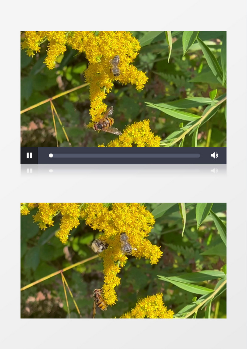 在花朵上觅食的蜜蜂实拍视频素材