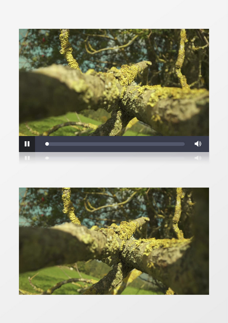 长满了青苔的树干实拍视频素材