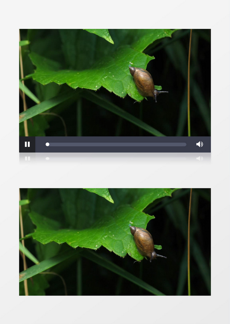 一只蜗牛趴在树叶上晃动触角实拍视频素材