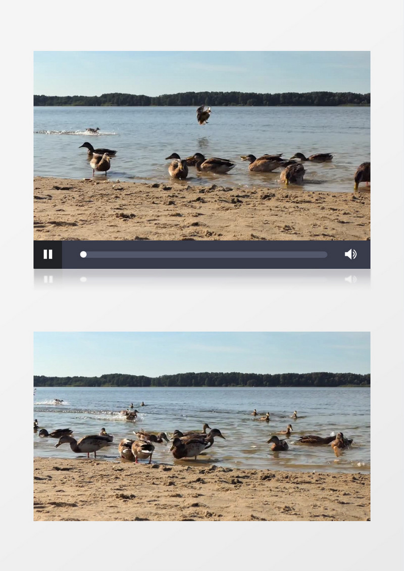 一群鸭子在水边等待投喂实拍视频素材