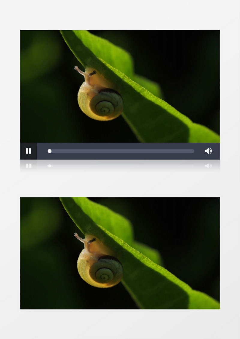 一只蜗牛吸附在树叶上实拍视频素材