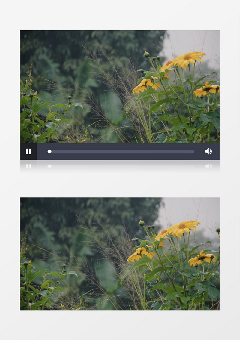 被细雨打湿的雏菊实拍视频素材