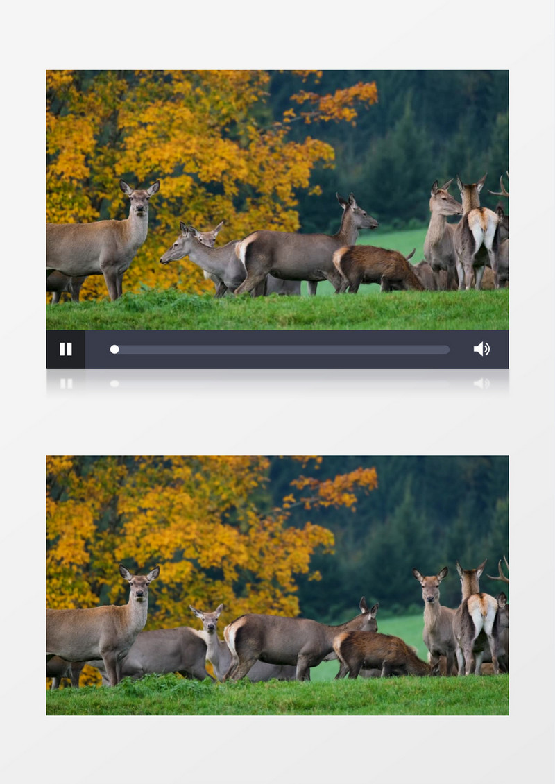 一群鹿在草地上觅食实拍视频素材