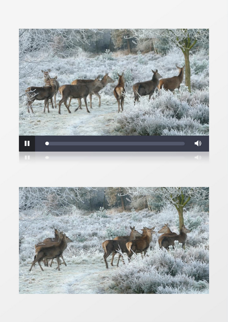 一群鹿在雪林中行走实拍视频素材
