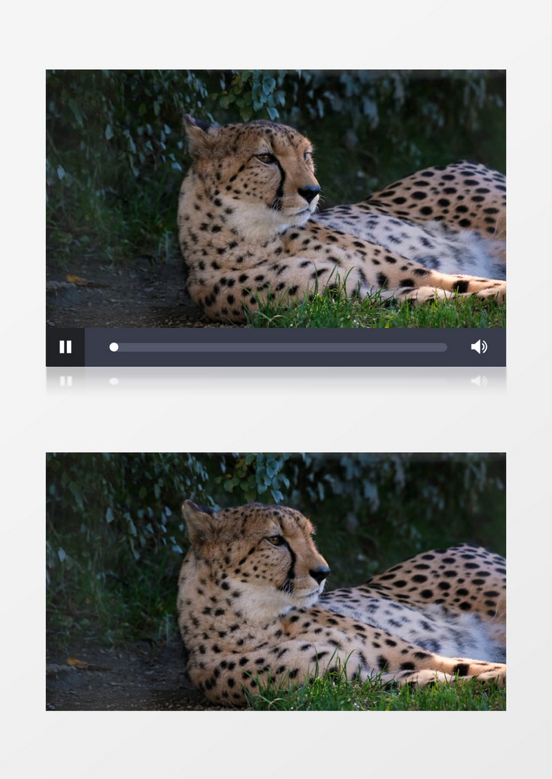 一头花豹躺在地上打盹实拍视频素材
