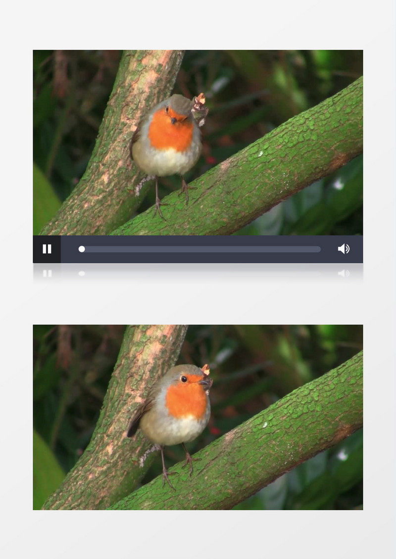 一只小鸟站立在树干上四处张望实拍视频素材