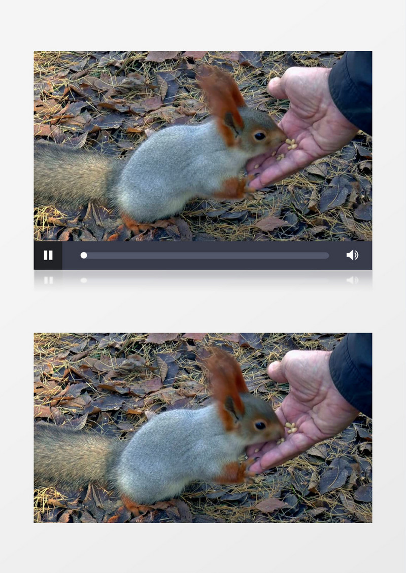 小松鼠在人类手上吃食物实拍视频素材