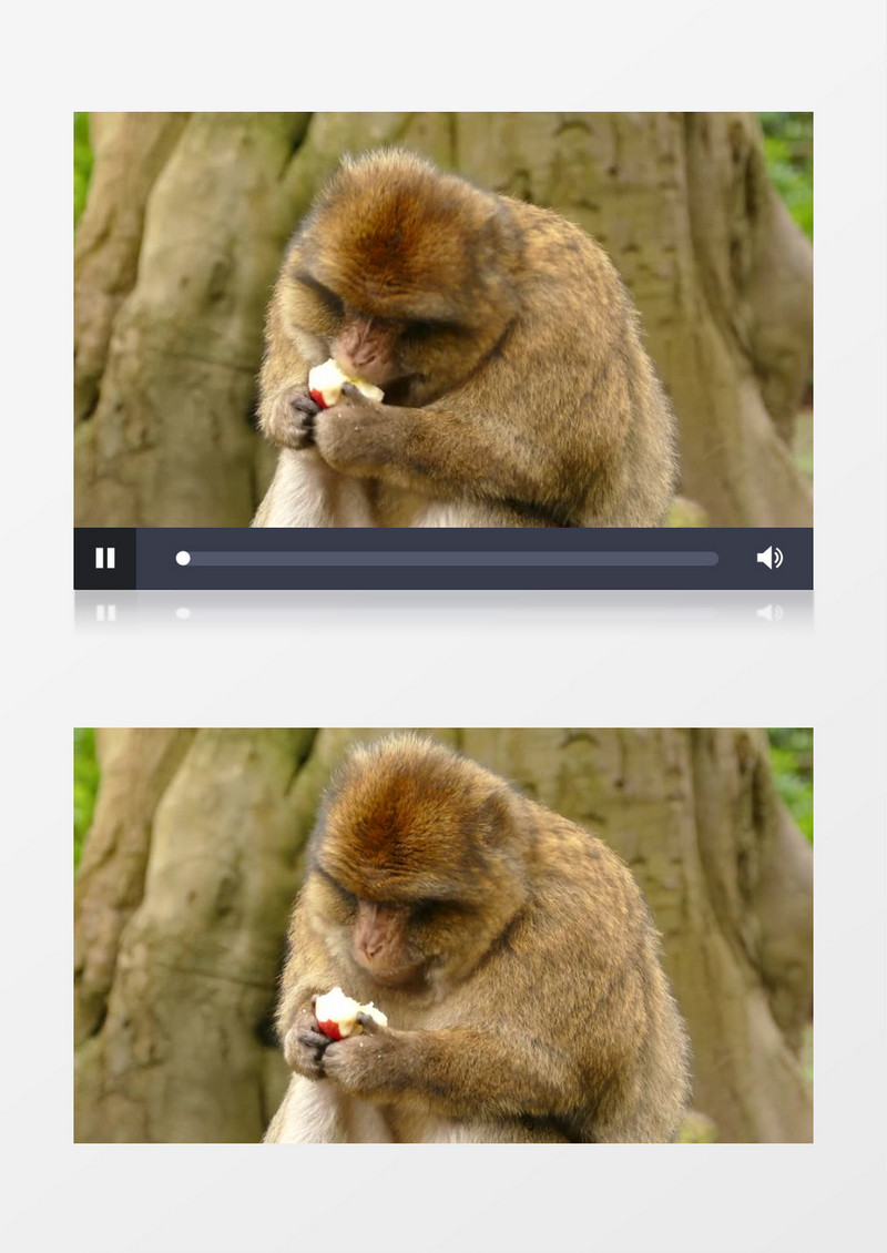 猴子坐在地上吃苹果实拍视频素材