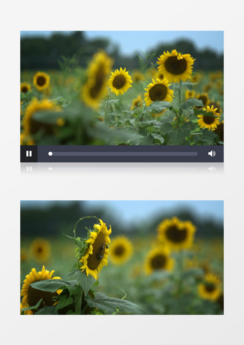 几只小蜜蜂在向日葵上采蜜实拍视频素材实拍视频素材