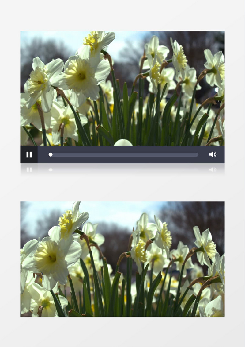 绽放的水仙花在风中微微晃动实拍视频素材实拍视频素材