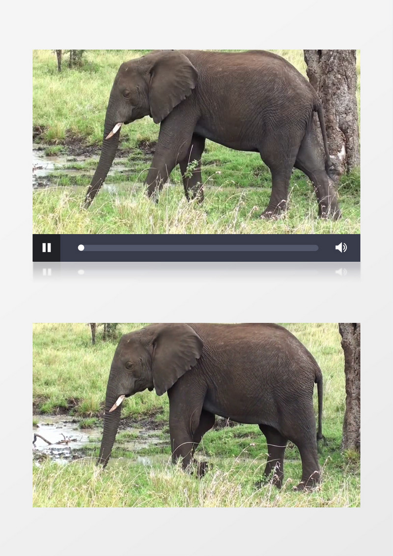 大象悠闲的走在草地上实拍视频素材实拍视频素材