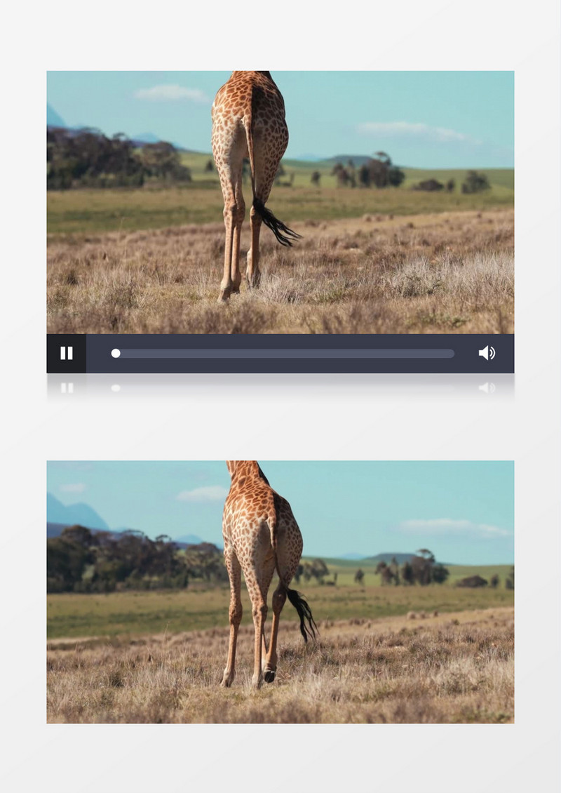 一头长颈鹿在草地上慢慢行走实拍视频素材实拍视频素材