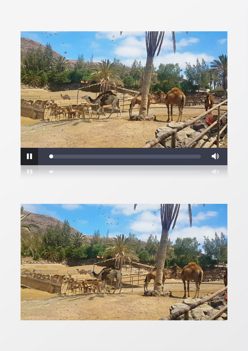 几头骆驼在地面上行走实拍视频素材