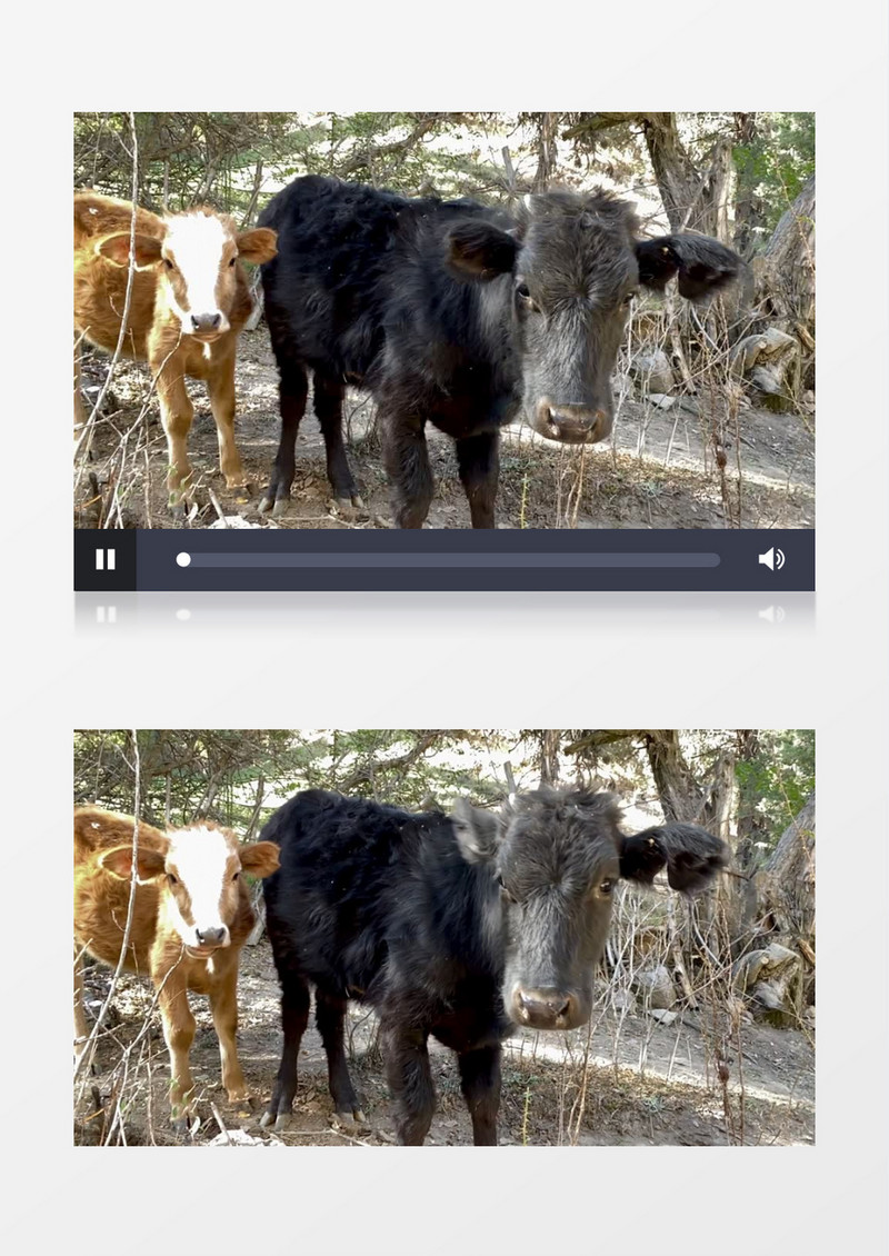 两头牛站在地面上张望实拍视频素材