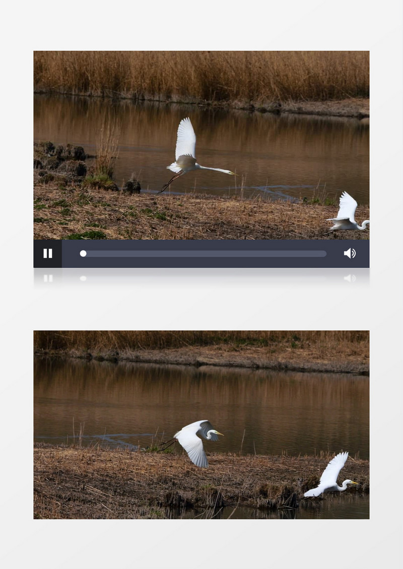 两只白鹭在水池边飞行实拍视频素材