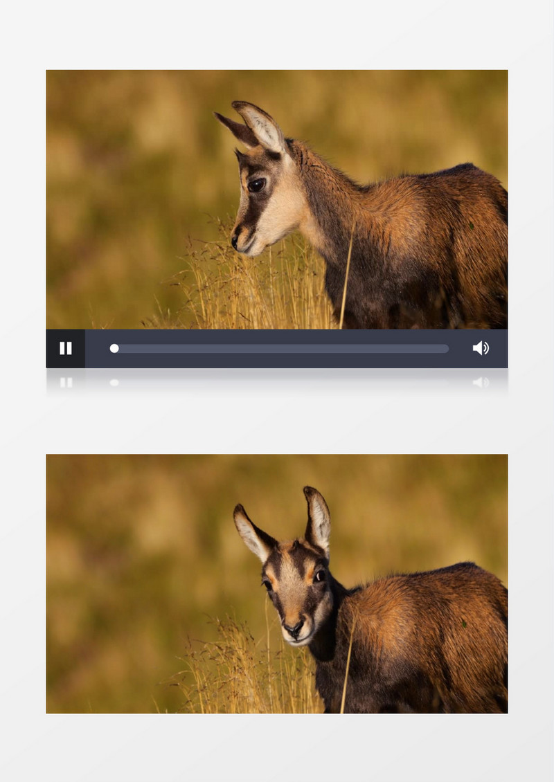 一头小鹿在草地上觅食实拍视频素材