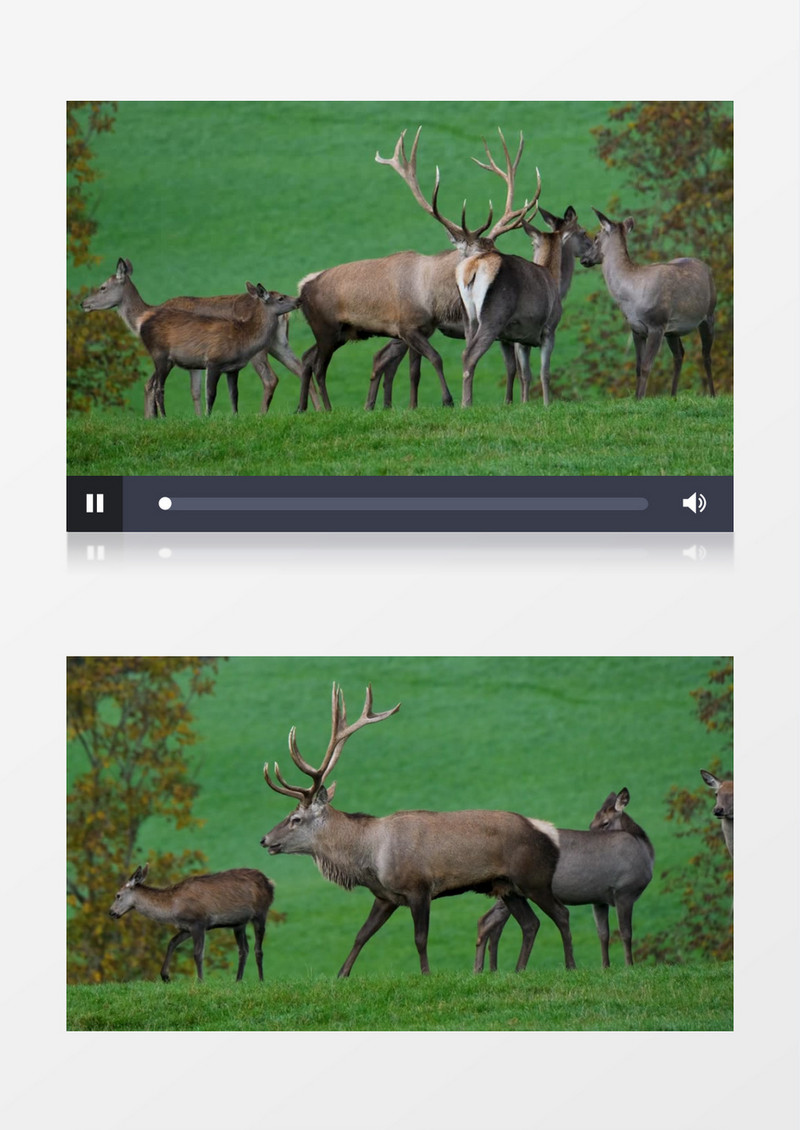 一群小鹿在草地上觅食实拍视频素材