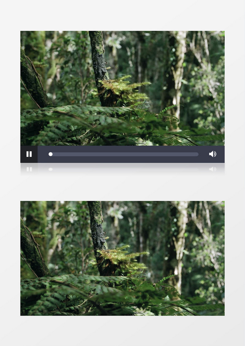 幽静的丛林中被风吹动的树叶实拍视频素材