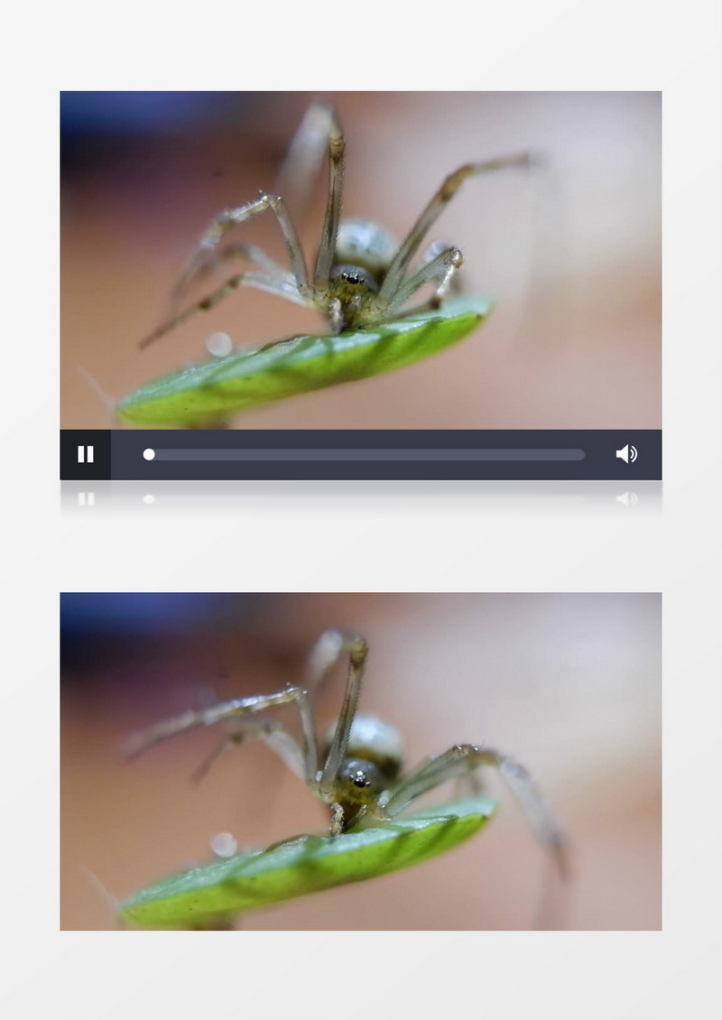 蜘蛛在枝叶上爬行实拍视频素材