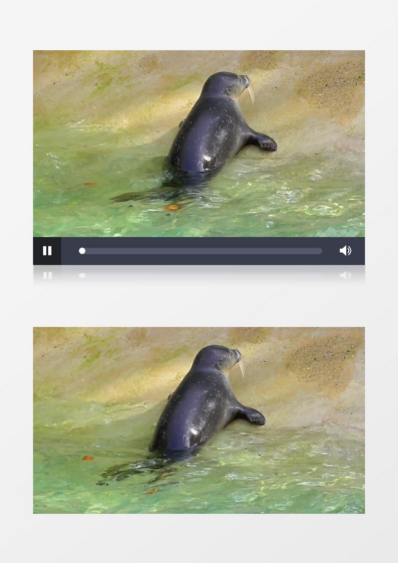 一只小海象趴在水边张望实拍视频素材