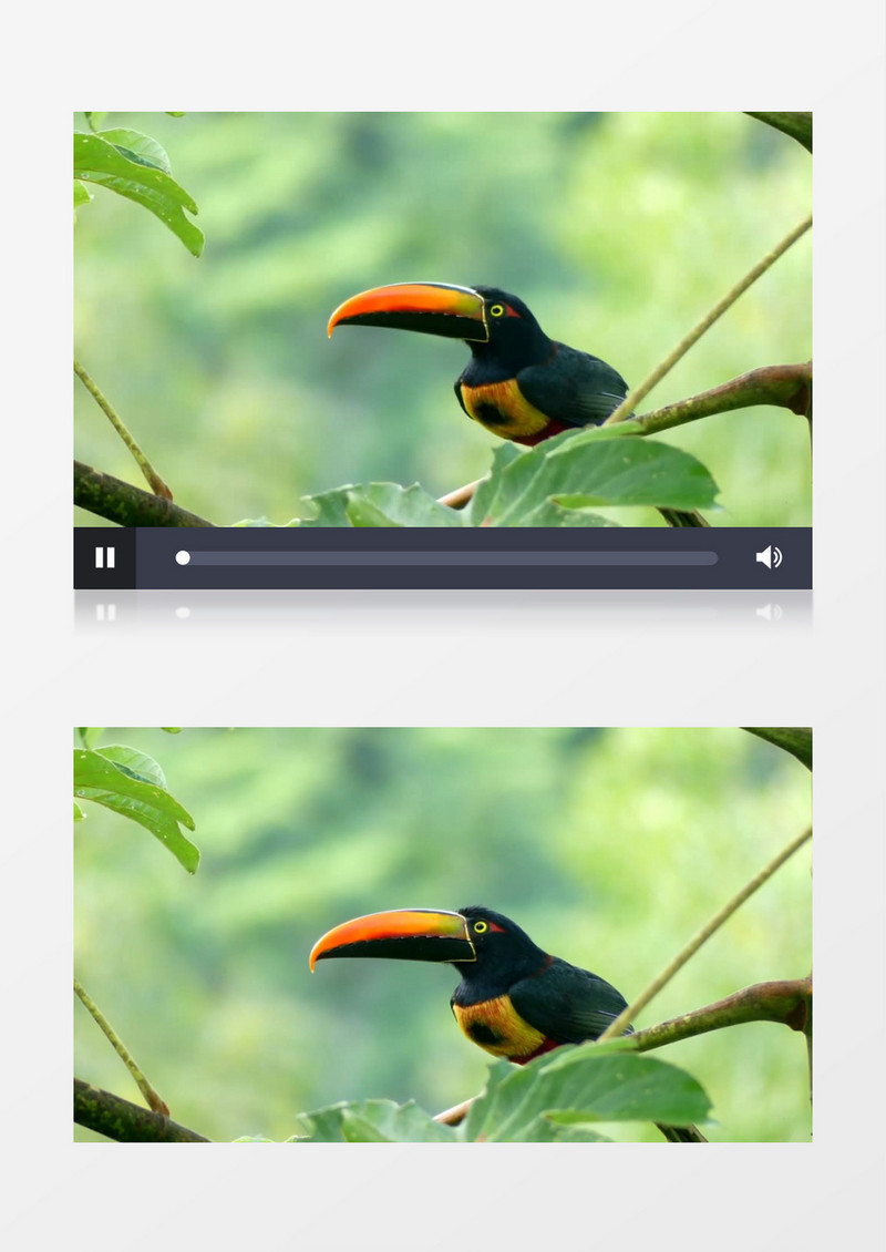 一只巨嘴鸟站在树枝上四处张望实拍视频素材