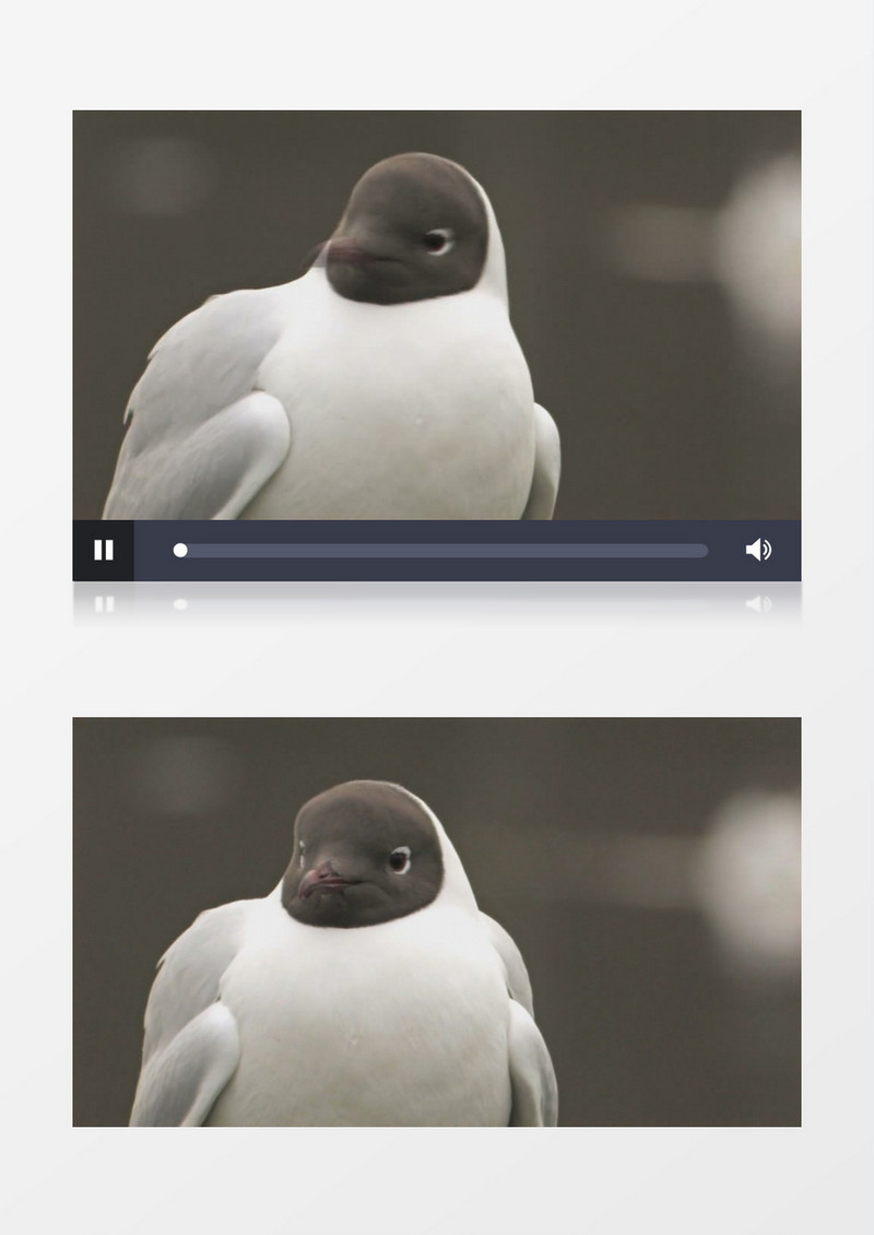 一只海鸥在四处张望实拍视频素材