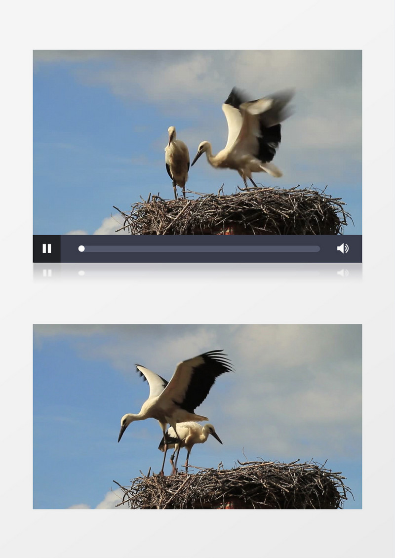 两只白鹭站在鸟窝上飞舞翅膀实拍视频素材