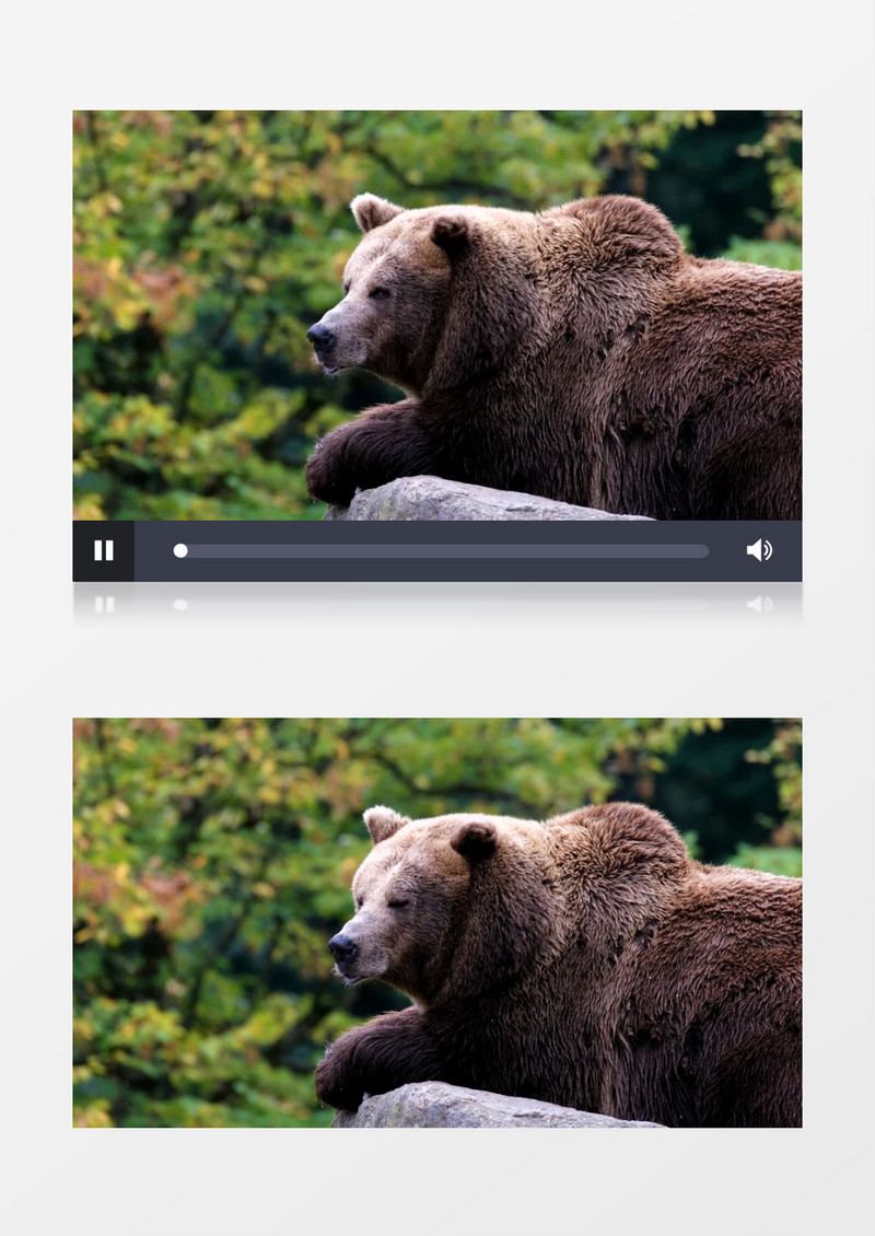 一头棕熊趴在石头上四处张望实拍视频素材实拍视频素材