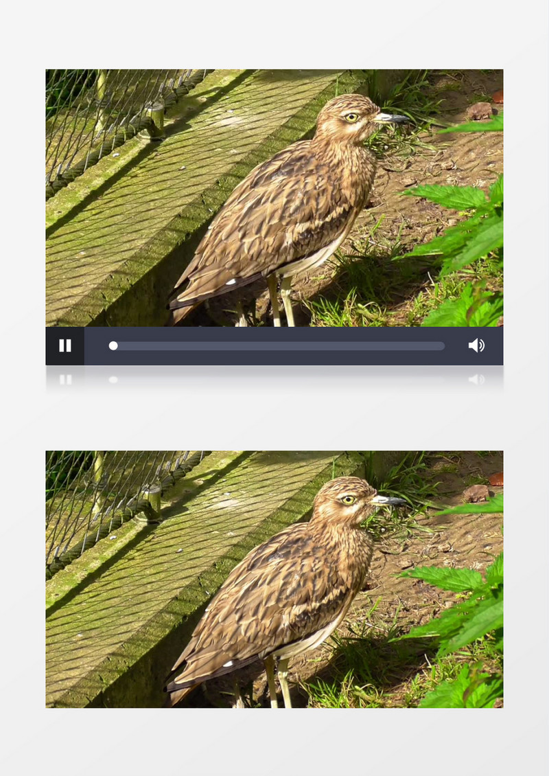 一只鸟站在草地上张望实拍视频素材