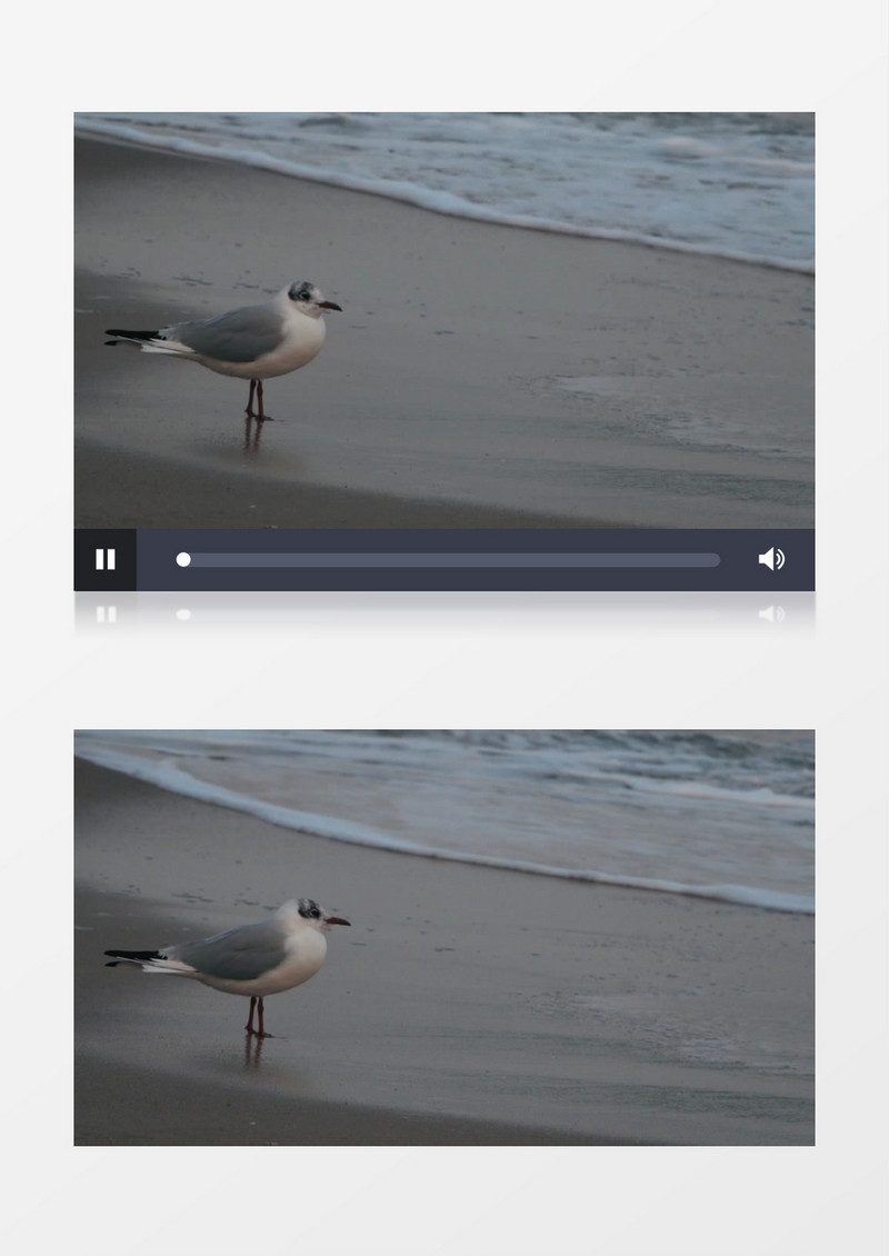 一只鸟站在沙滩上实拍视频素材
