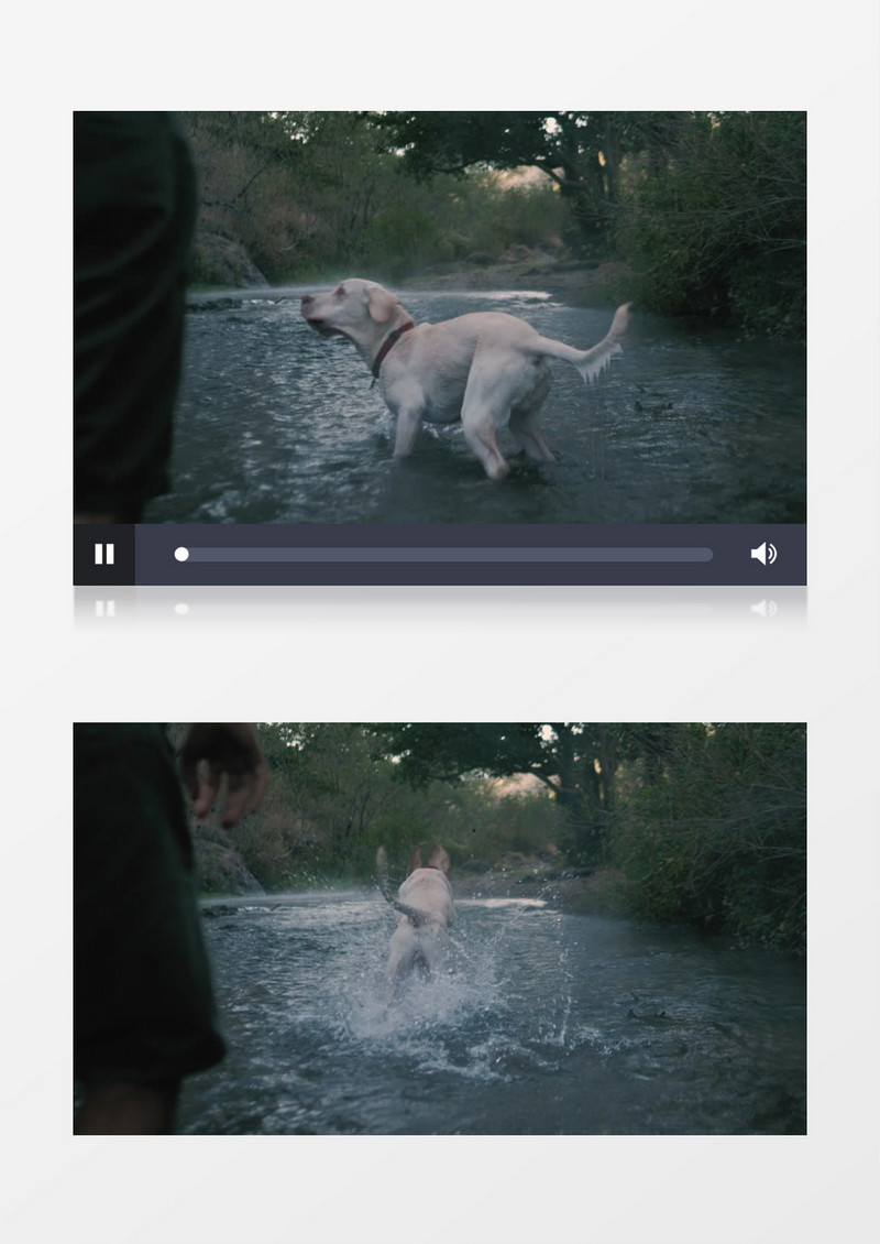 拉布拉多在河水中奔跑实拍视频素材