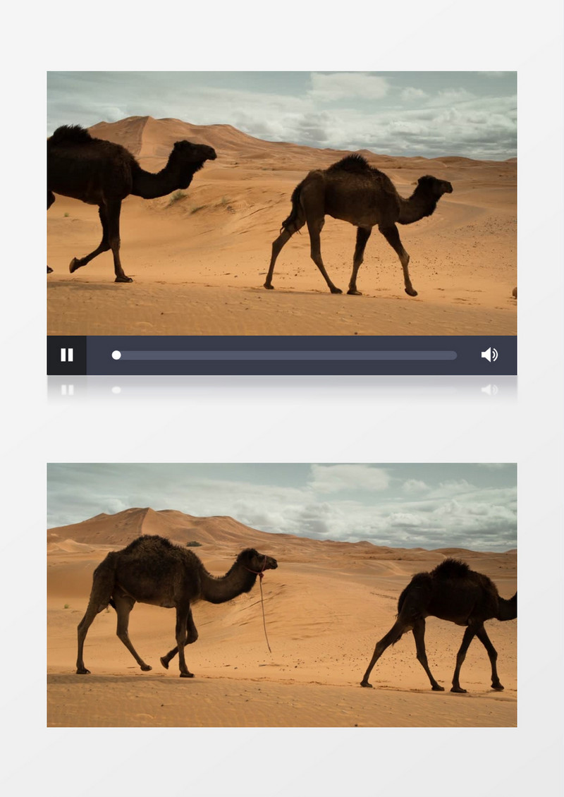 一群骆驼有序通过沙漠实拍视频素材