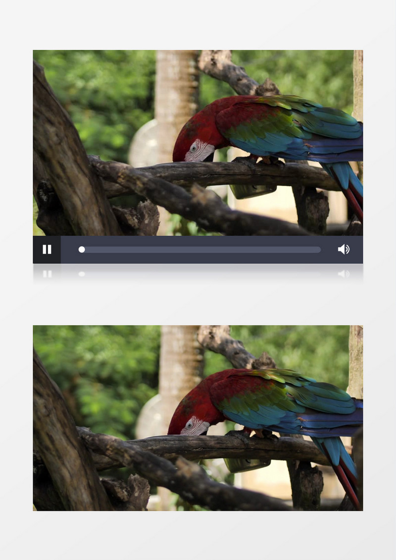 一只鹦鹉在树枝上觅食实拍视频素材