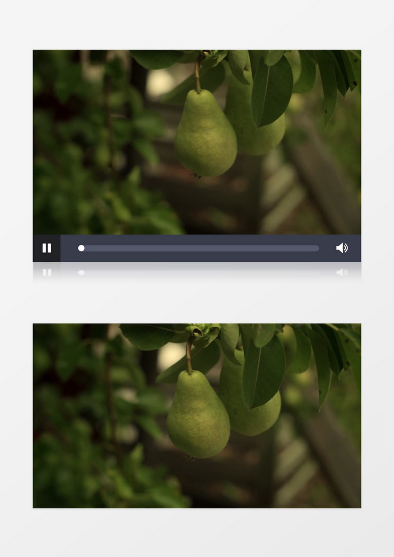 挂在枝头的梨实拍视频素材