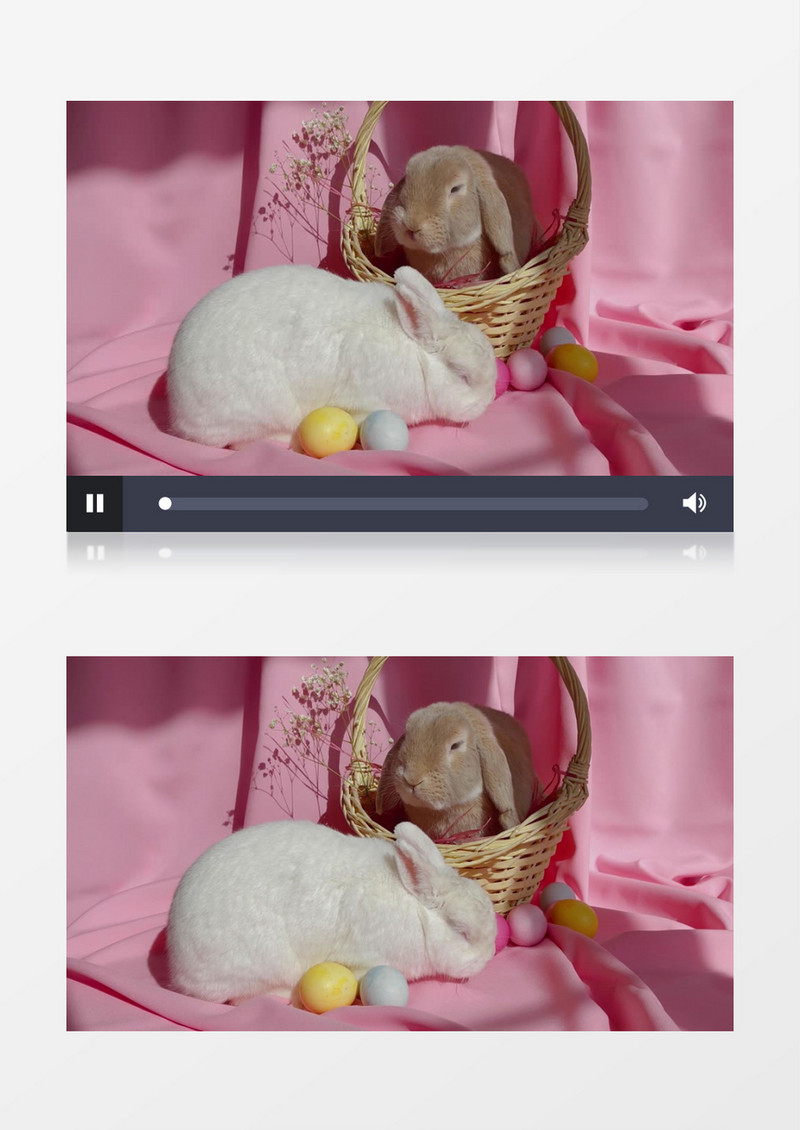 两只兔子在晒太阳实拍视频素材