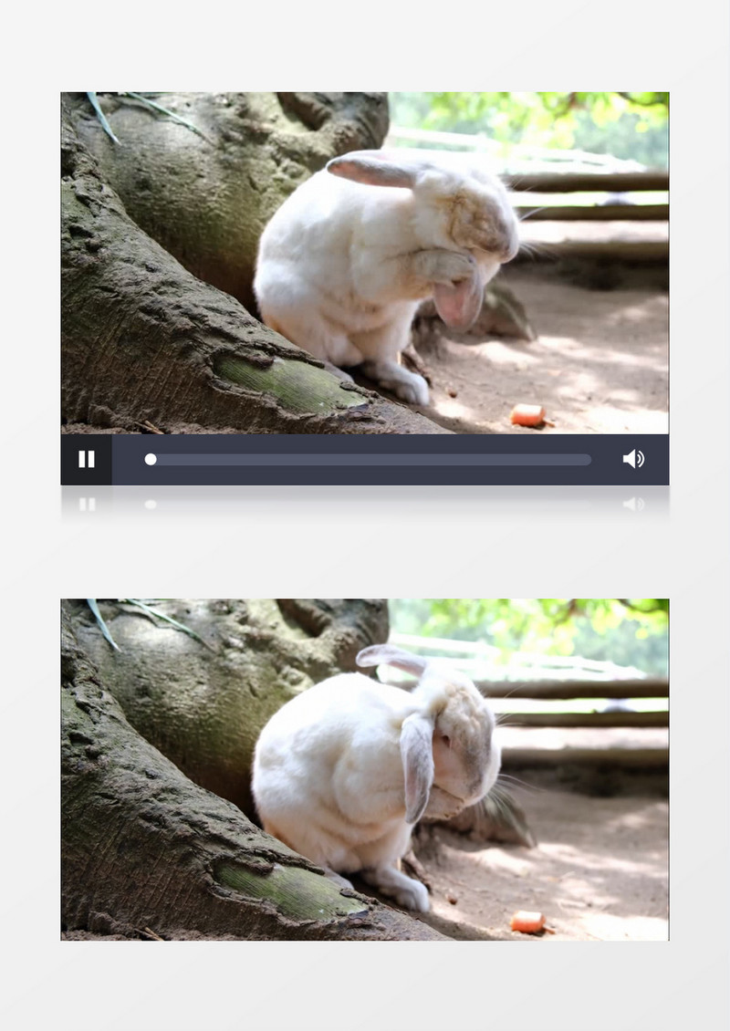 一只兔子在清洗自己的耳朵实拍视频素材