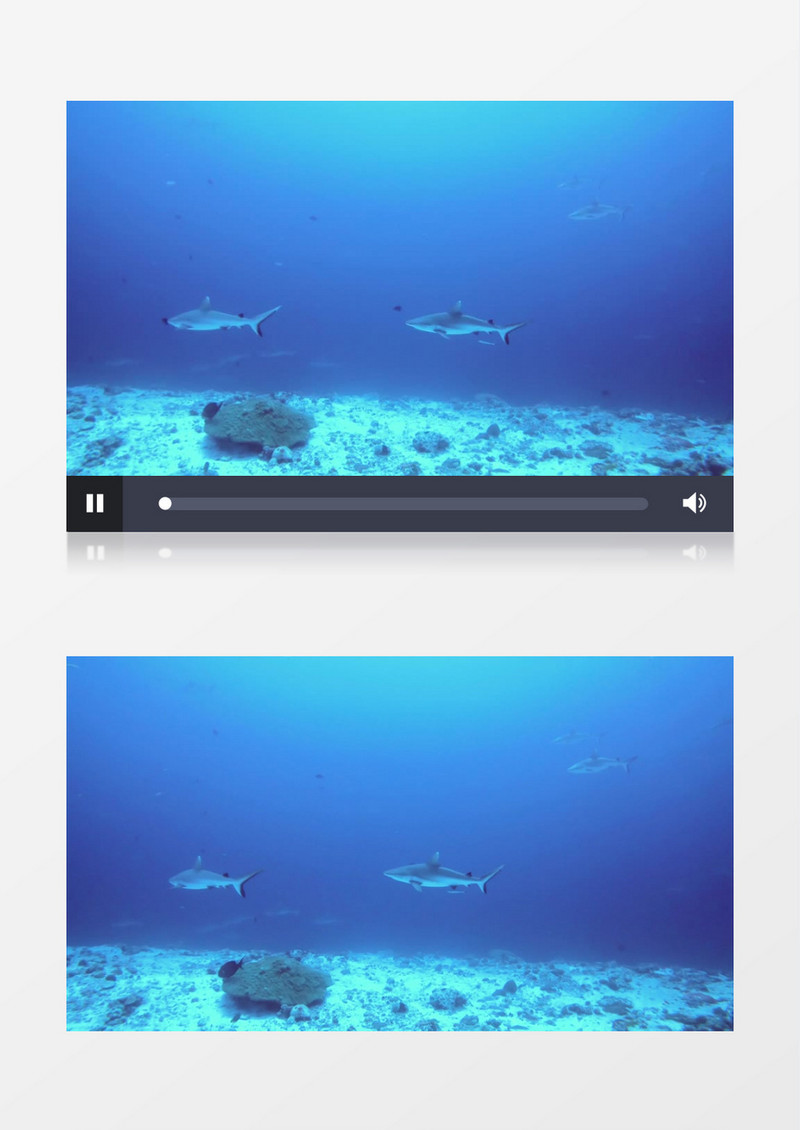 蓝色的海洋里有一群鱼在穿梭实拍视频素材