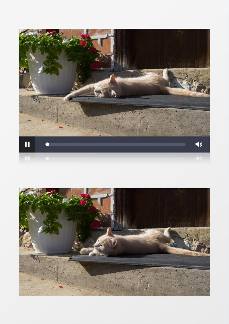 一只小猫趴在台阶上晒太阳实拍视频素材
