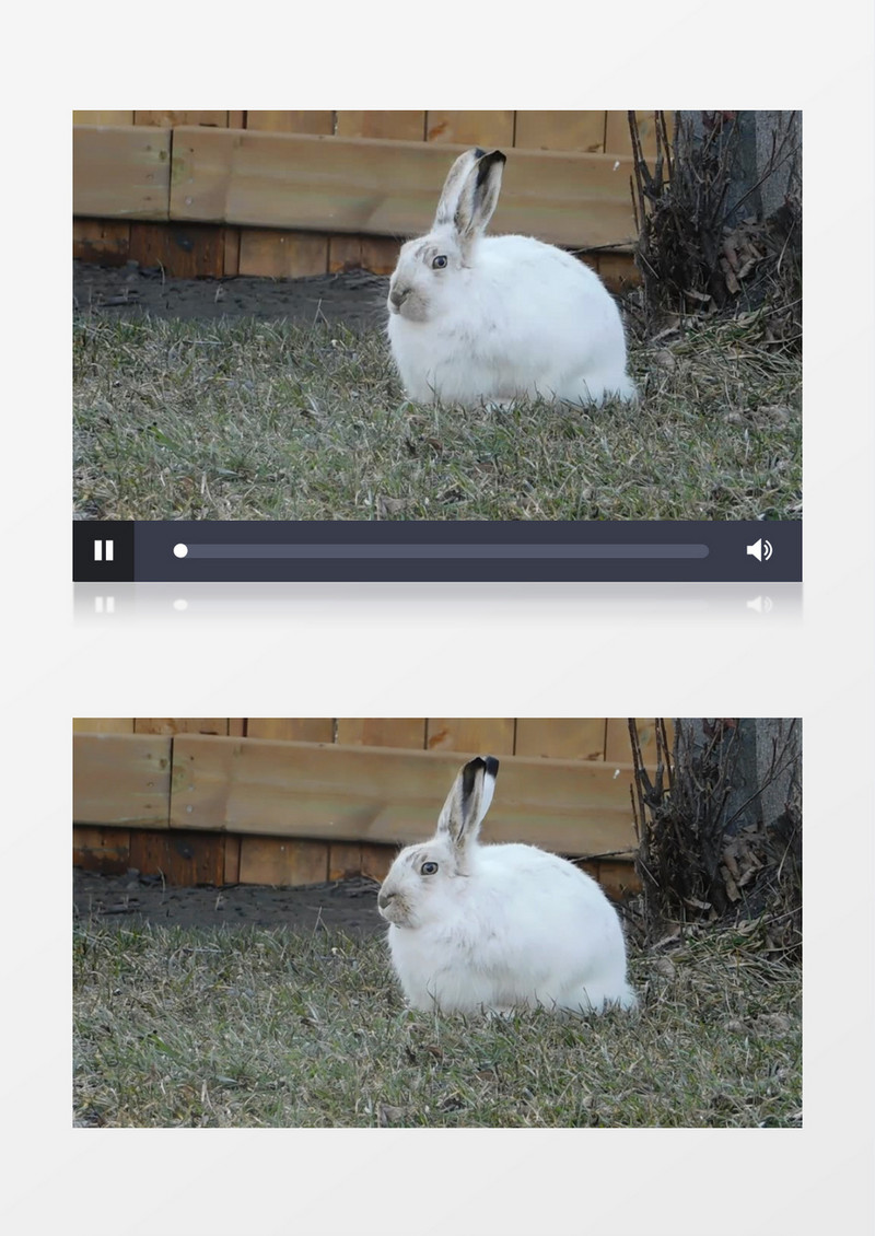 一只兔子蹲坐在草地上实拍视频素材