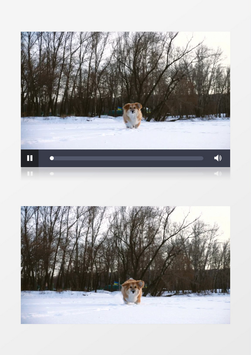 小狗在雪地上奔跑实拍视频素材