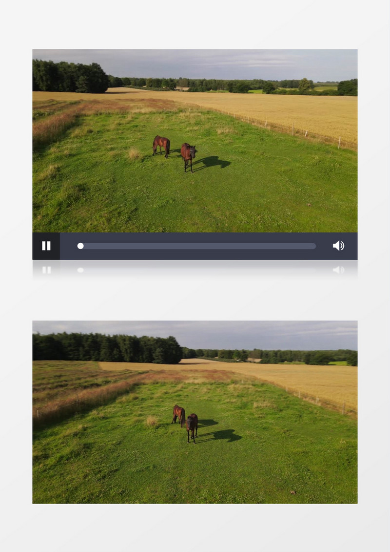 两匹马在草地上吃草实拍视频素材