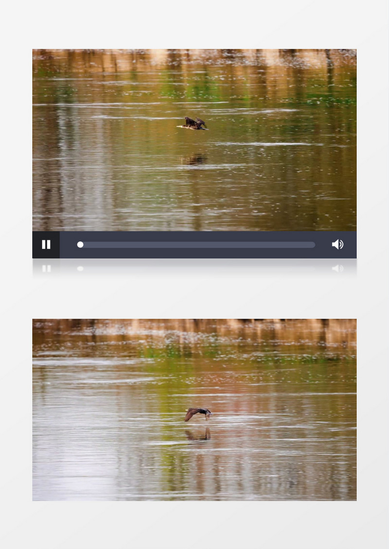 鸭子在湖面飞行实拍视频素材